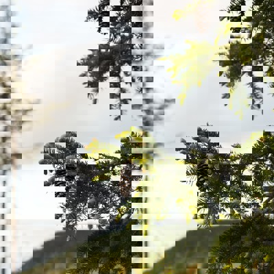 Grangrenar med skott och kottar i förgrunden och tall i bakgrunden.