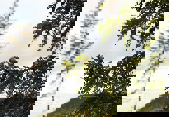 Grangrenar med skott och kottar i förgrunden och tall i bakgrunden.