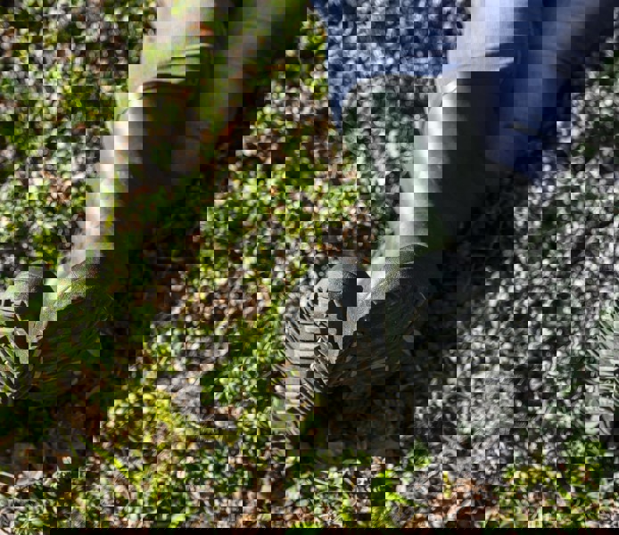 Närbild på stövlar som bärs av person som ligger i lingonris.