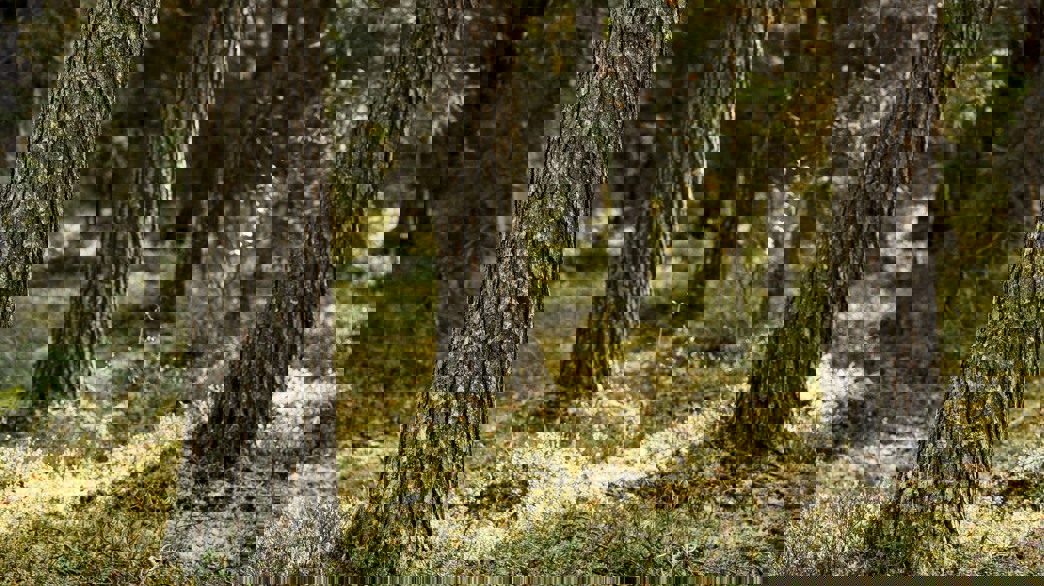 Tre tallstammar i solljus.