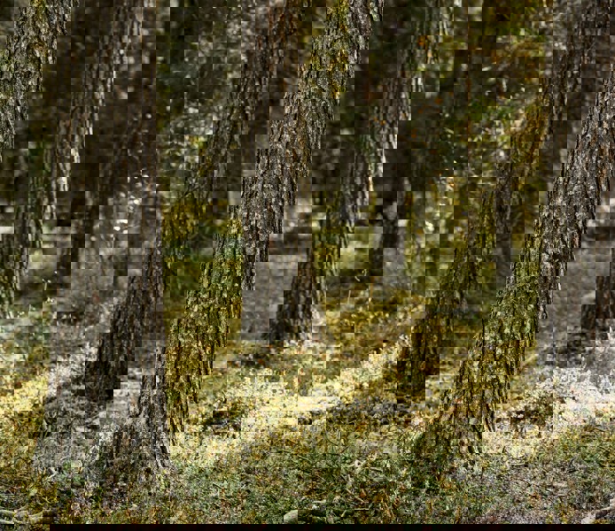 Tre tallstammar i solljus.