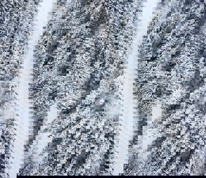 Drönarbild på väg som går genom en snötäckt skog.