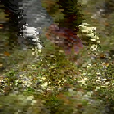 Hand rör vid växt.