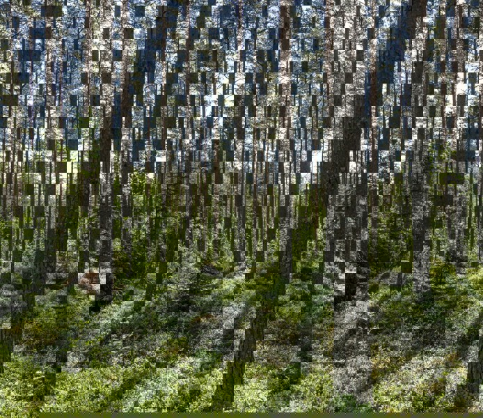 Skogslandskap på sommaren.