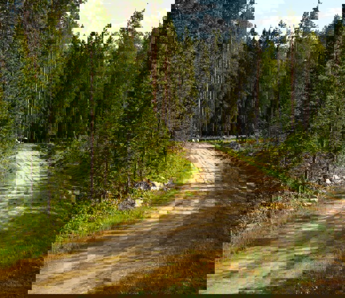 Skogsbilväg.