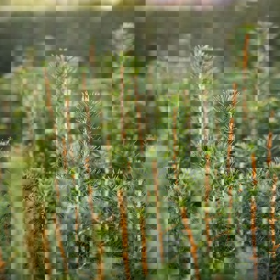 Granplantor i närbild.