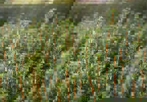 Granplantor i närbild.