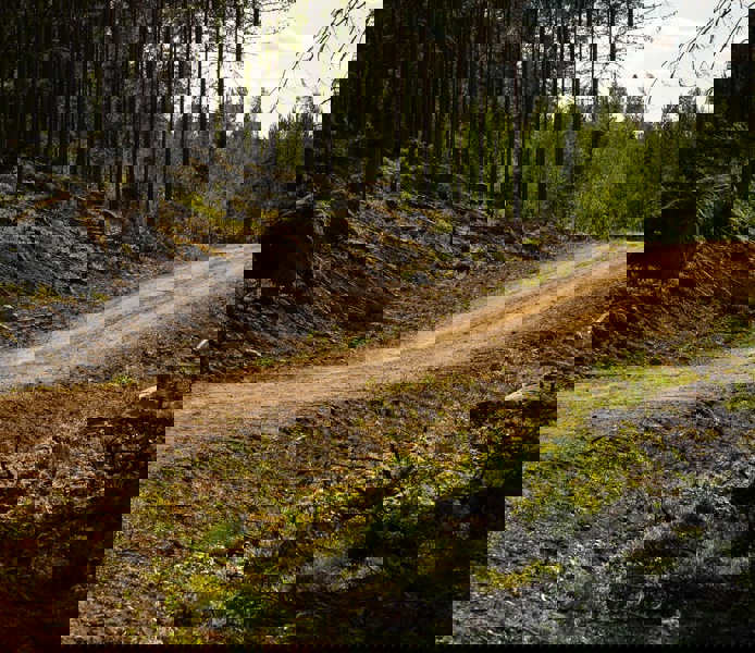 Skogsbilväg.