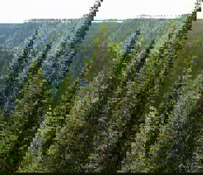 Utsikt över dalgång med träd i förgrunden.